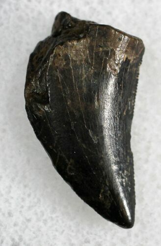 Nanotyrannus Tooth - Montana #28290